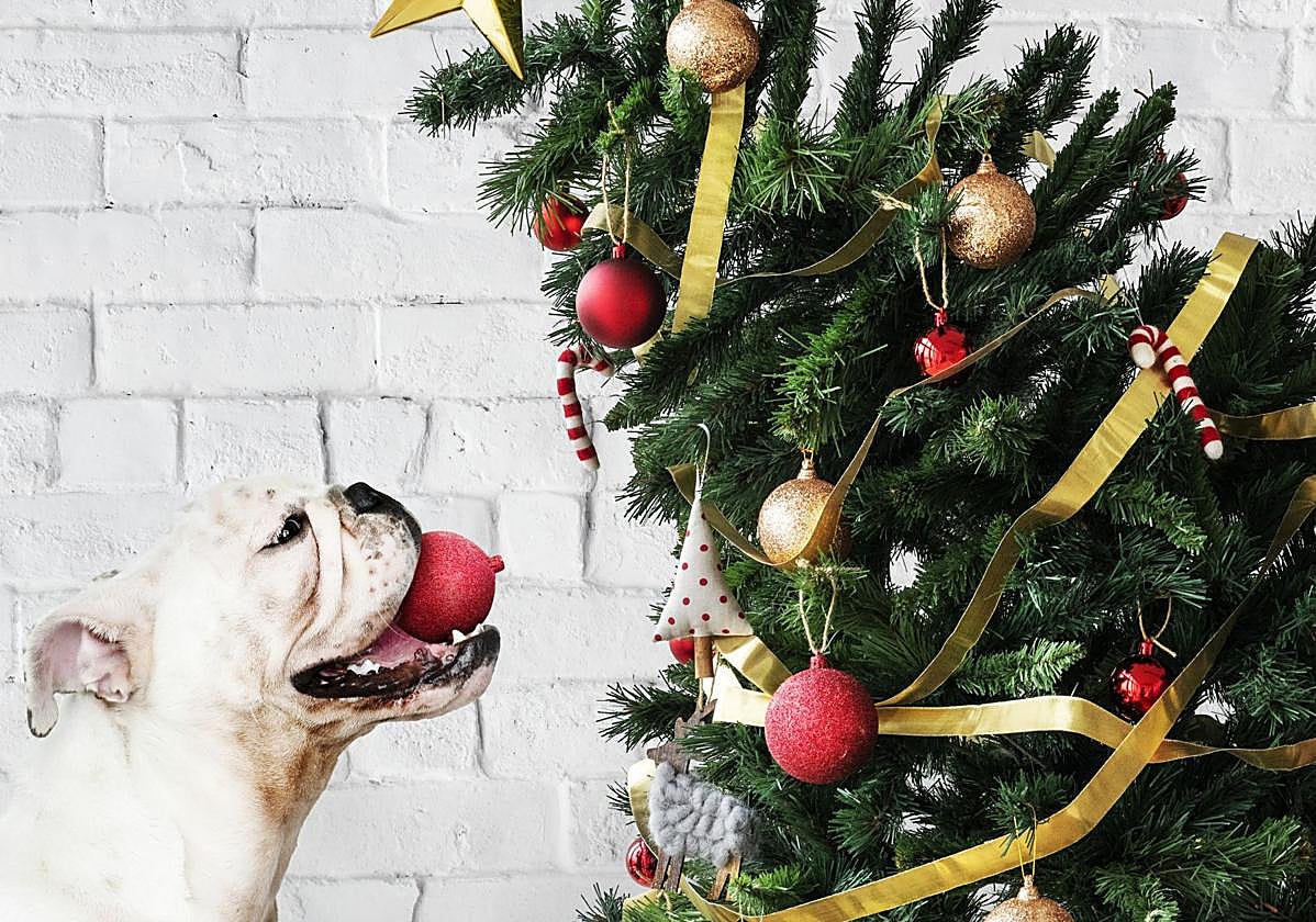 Cómo poner el árbol de Navidad a prueba de perros y gatos.