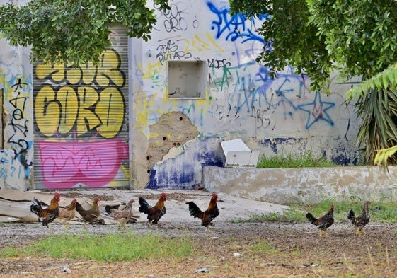 Gallos y gallinas pasean por un solar abandonado ubicado en Santiago y Zaraíche.