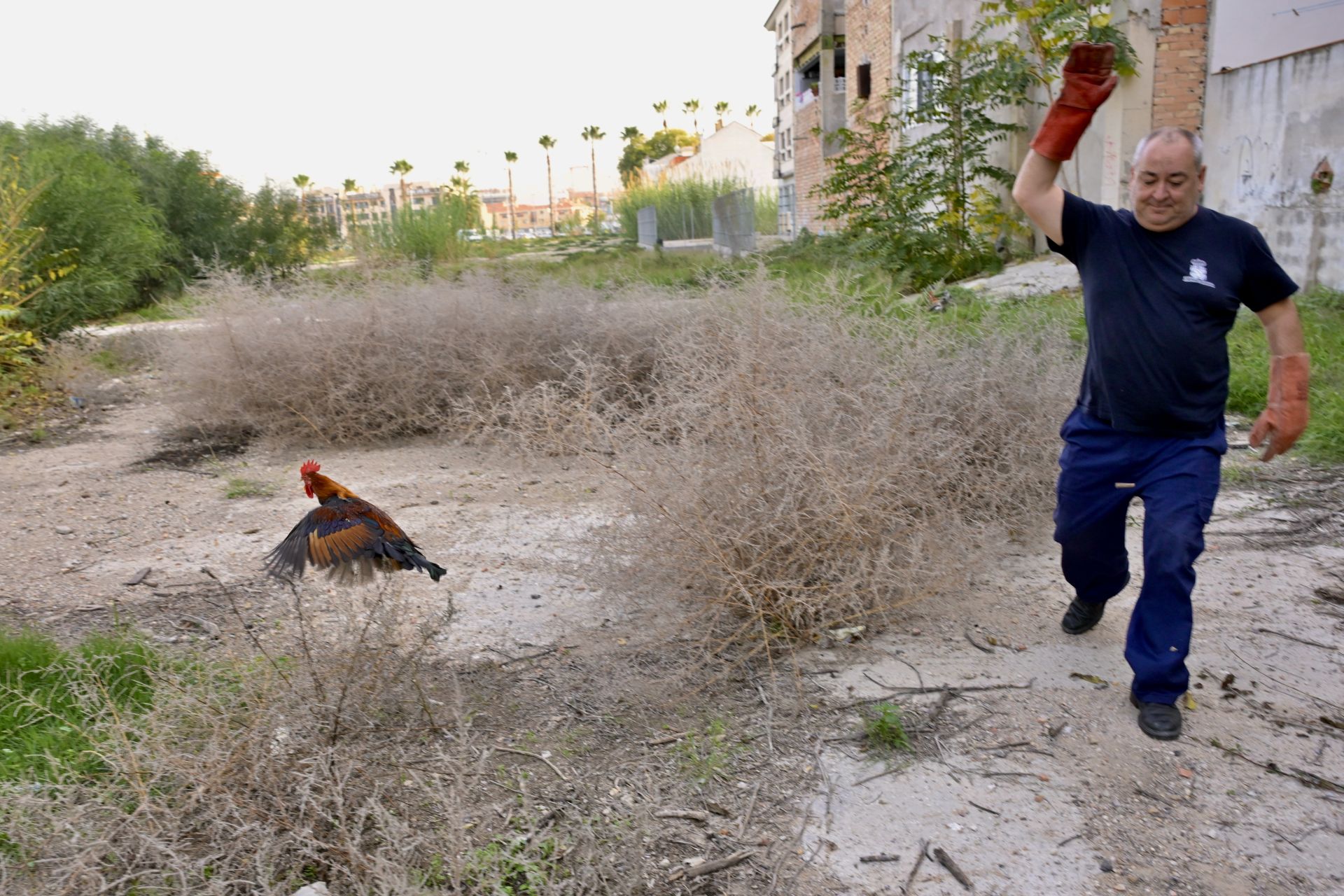 Gallos y gallinas conviven con basura y escombros en Santiago y Zaraíche, en imágenes