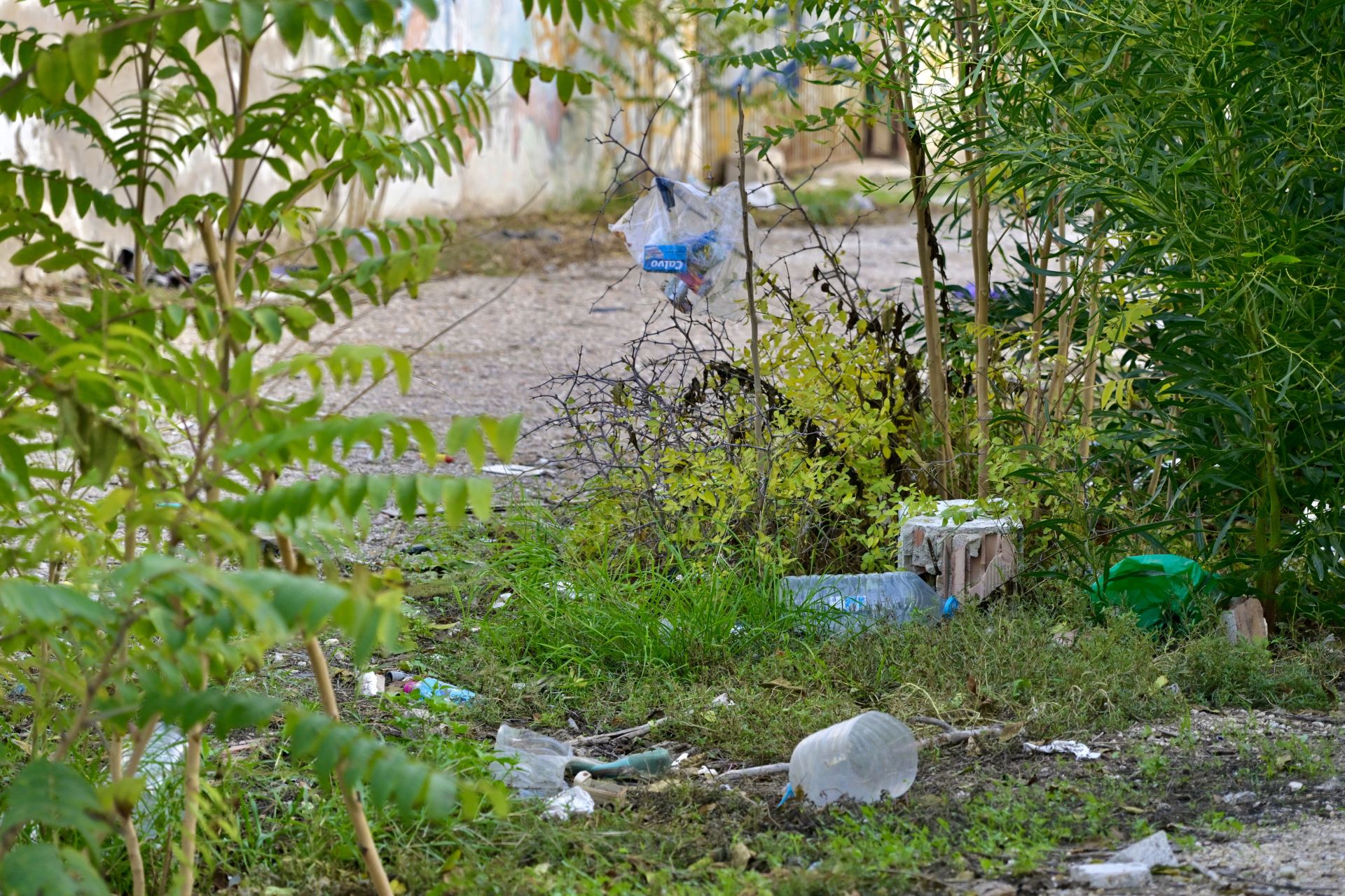 Gallos y gallinas conviven con basura y escombros en Santiago y Zaraíche, en imágenes