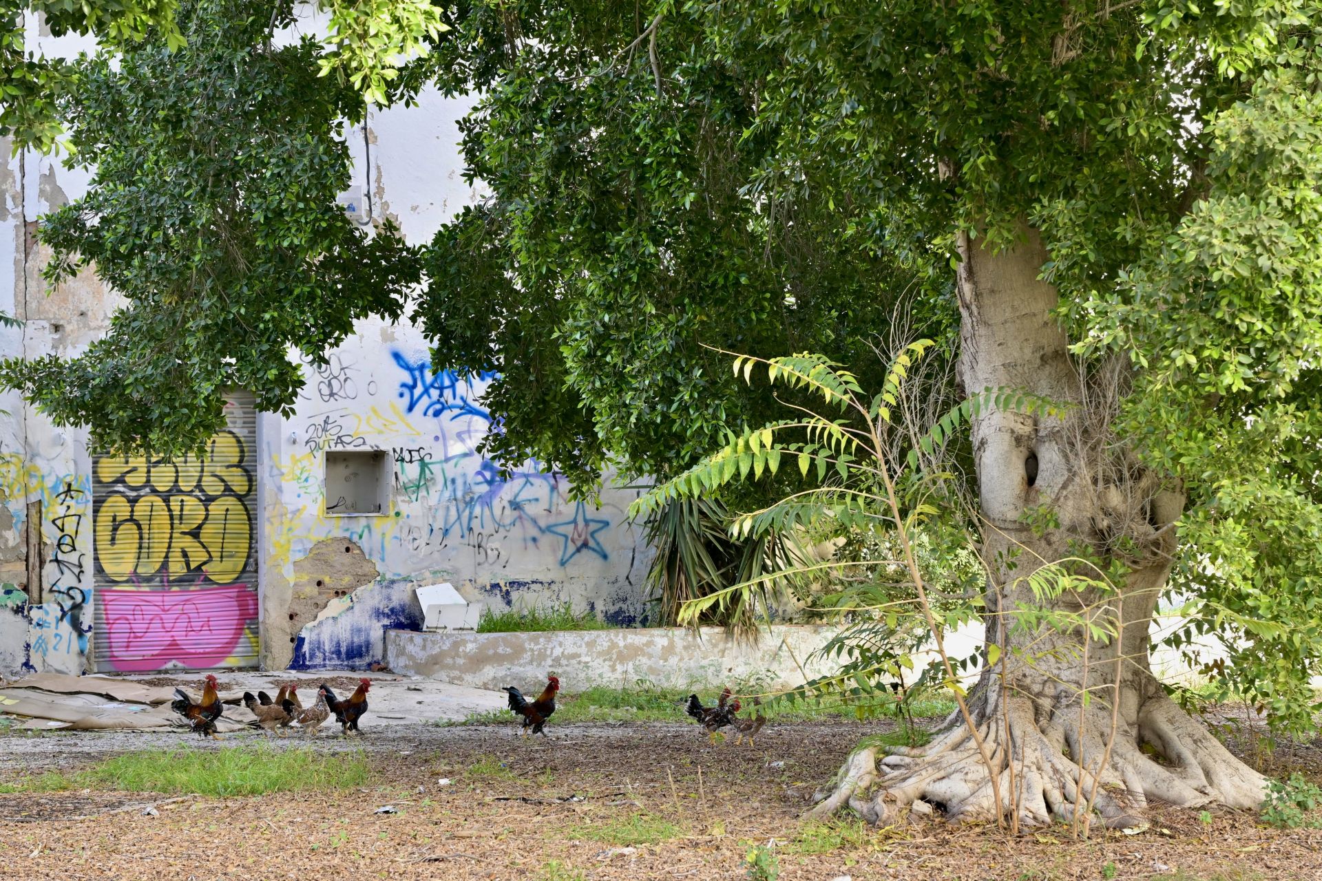 Gallos y gallinas conviven con basura y escombros en Santiago y Zaraíche, en imágenes