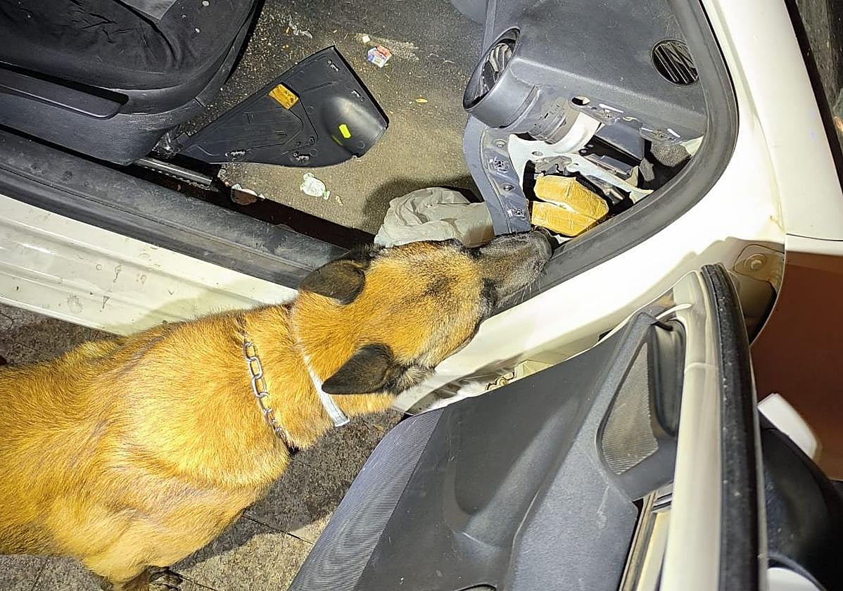 Un perro de la Unidad Canina busca estupefacientes en el vehículo.