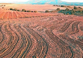 La Junquera (Caravaca). Plantación de almendros en línea clave para controlar la erosión y las escorrentías.