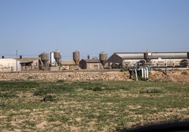 Una de las granjas porcinas que desarrolla su actividad en el Campo de Cartagena.