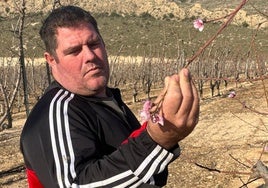 El presidente de Coag en Cieza, Miguel Ángel Piñera, muestra las flores tempranas en uno de los árboles.