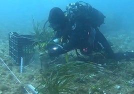 Un buzo de la empresa Laboratorios Munuera, durante la plantación de los primeros esquejes en las inmediaciones de Cala Cortina, a mediados de 2023.