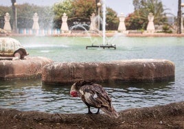 Una gallina, junto al lago del parque de las Naciones en una imagen de archivo.