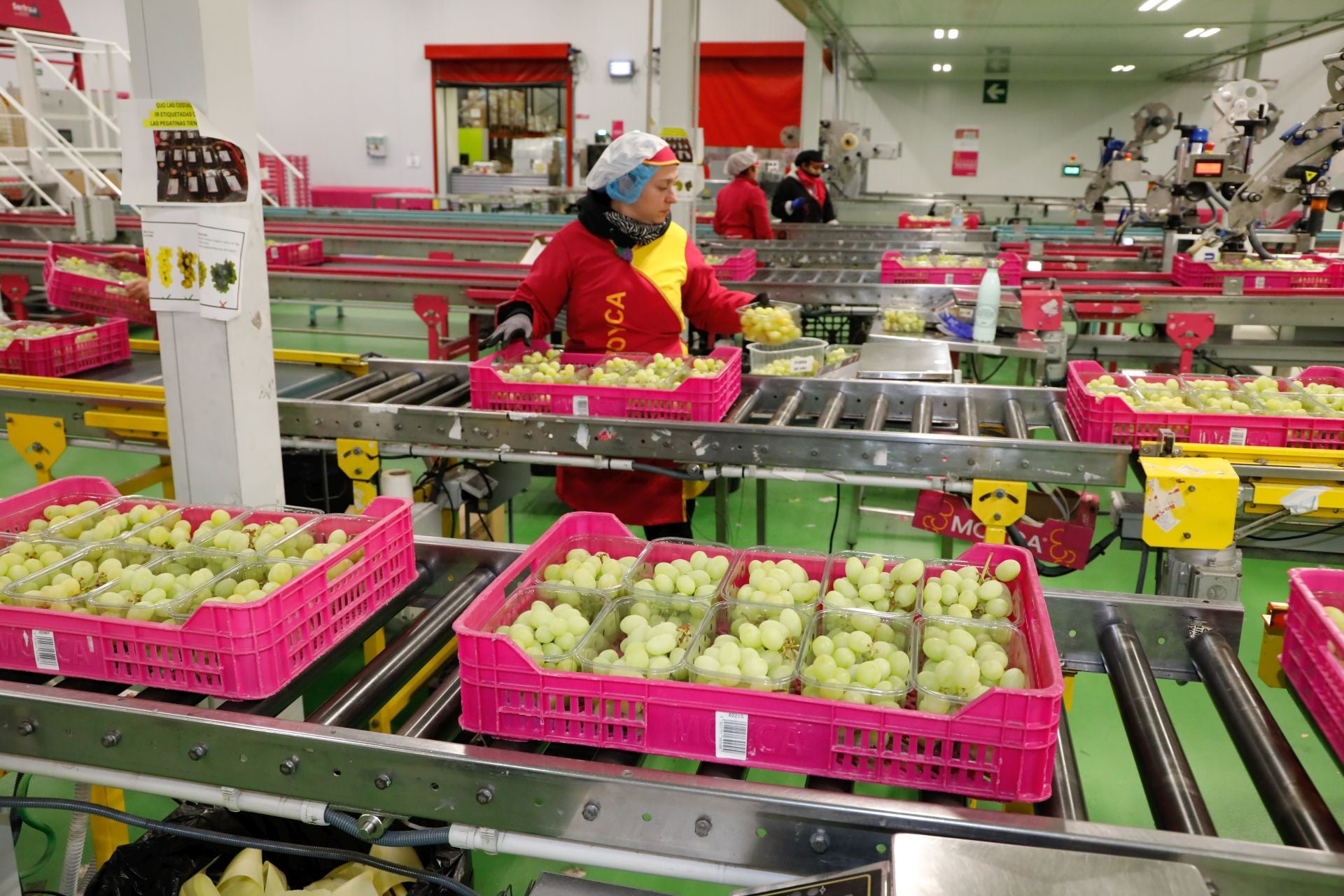 Empresas murcianas preraran las uvas para las campanadas