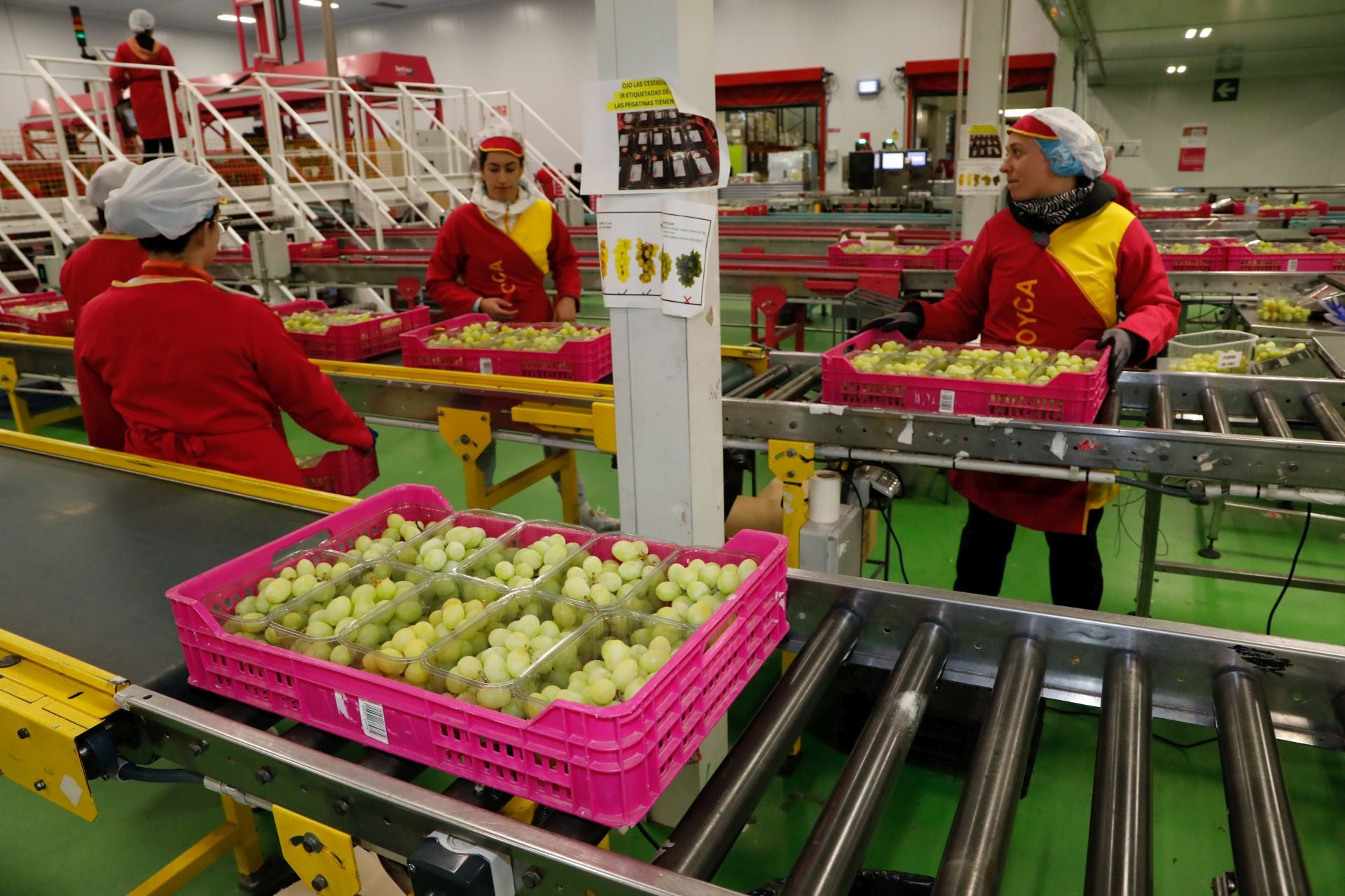 Empresas murcianas preraran las uvas para las campanadas