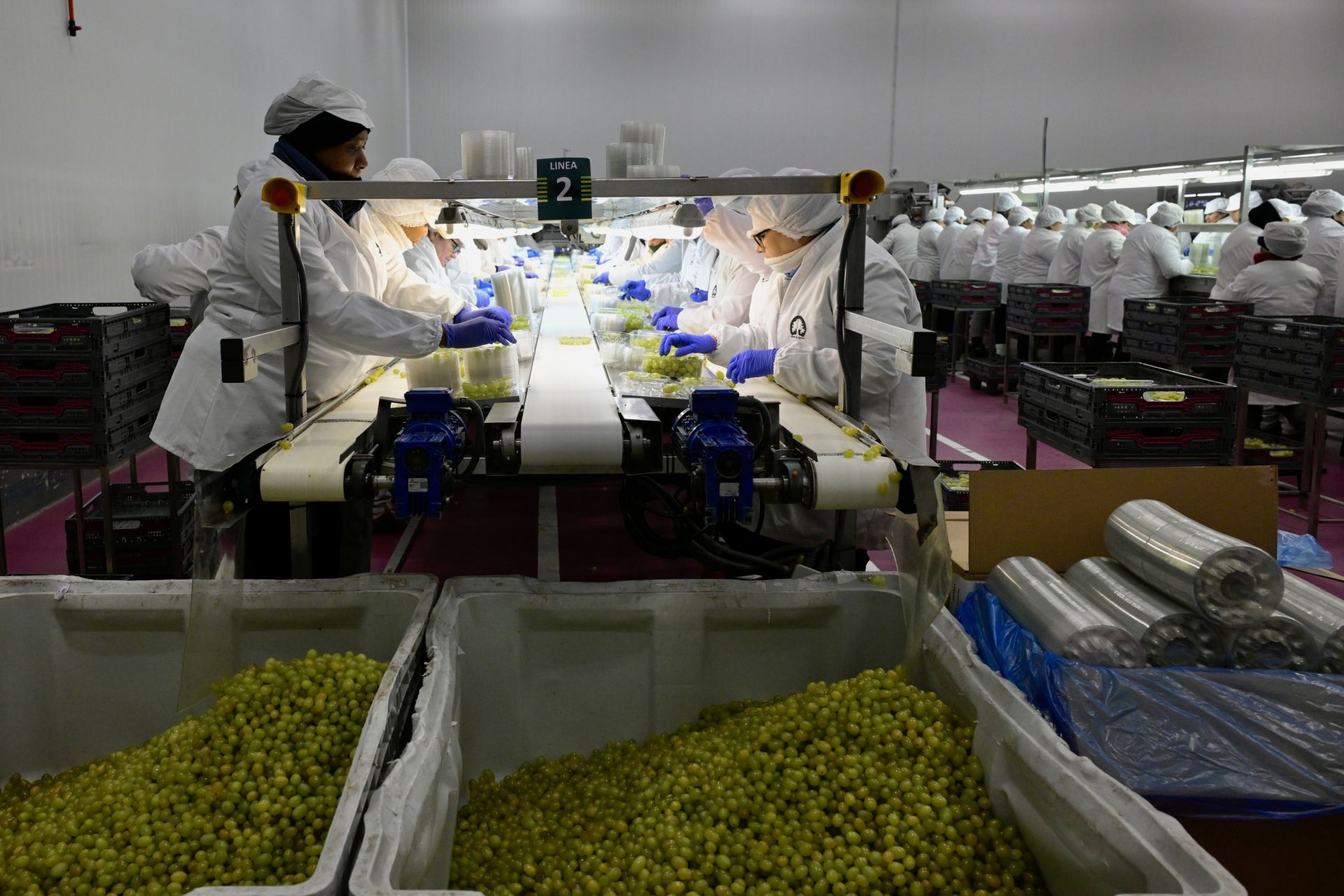 Empresas murcianas preraran las uvas para las campanadas