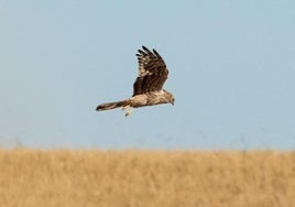 Un aguilucho cenizo, en una imagen de archivo.