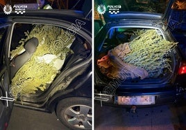 Los 27 kilos de cogollos de marihuana, dentro del coche sustraído.