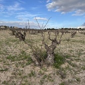 El secano regional contará con 12 millones de euros en ayudas para cultivos en zonas con protección ambiental