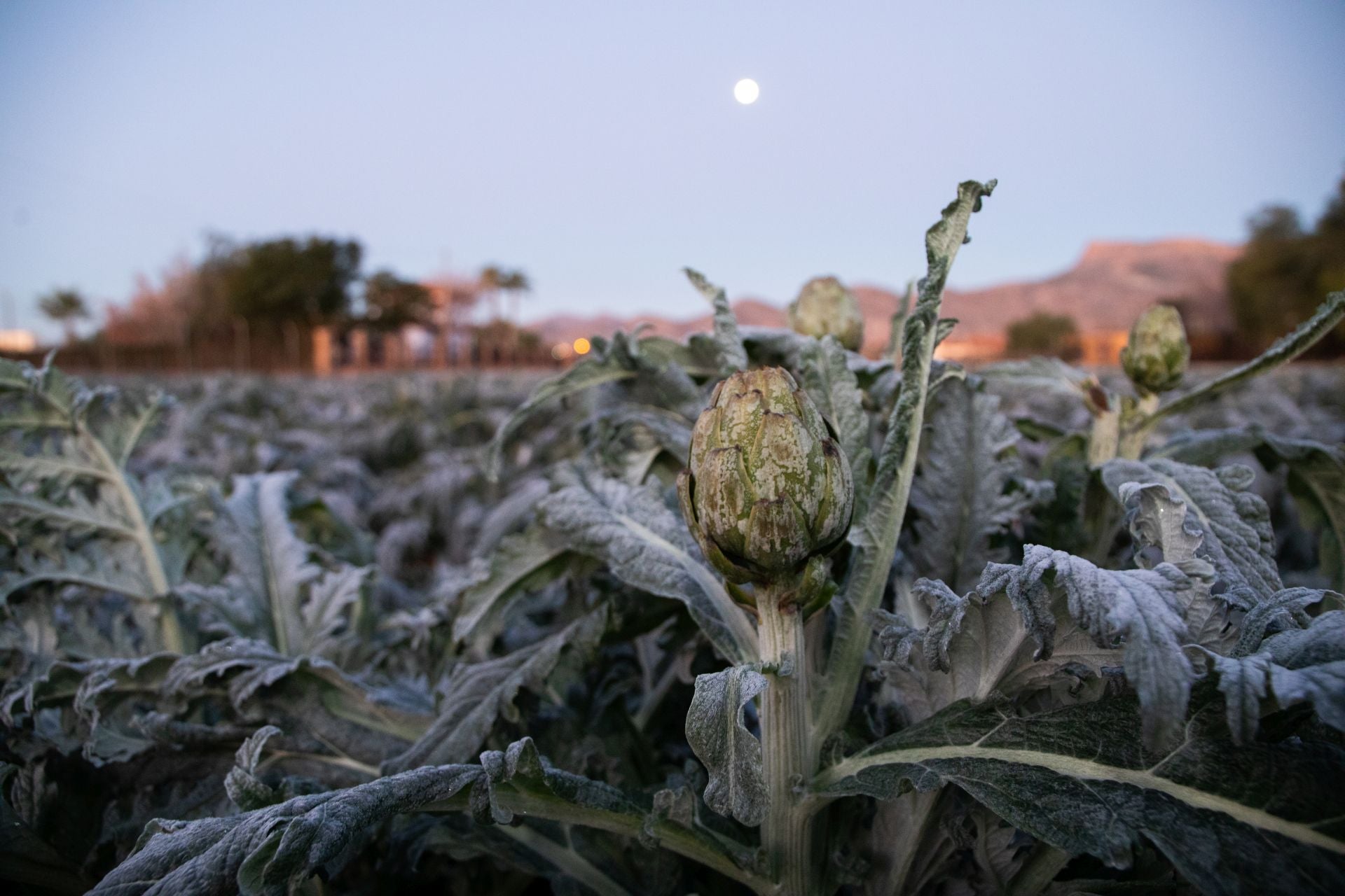 Las heladas que deja la noche más fría del año en la Región de Murcia, en imágenes