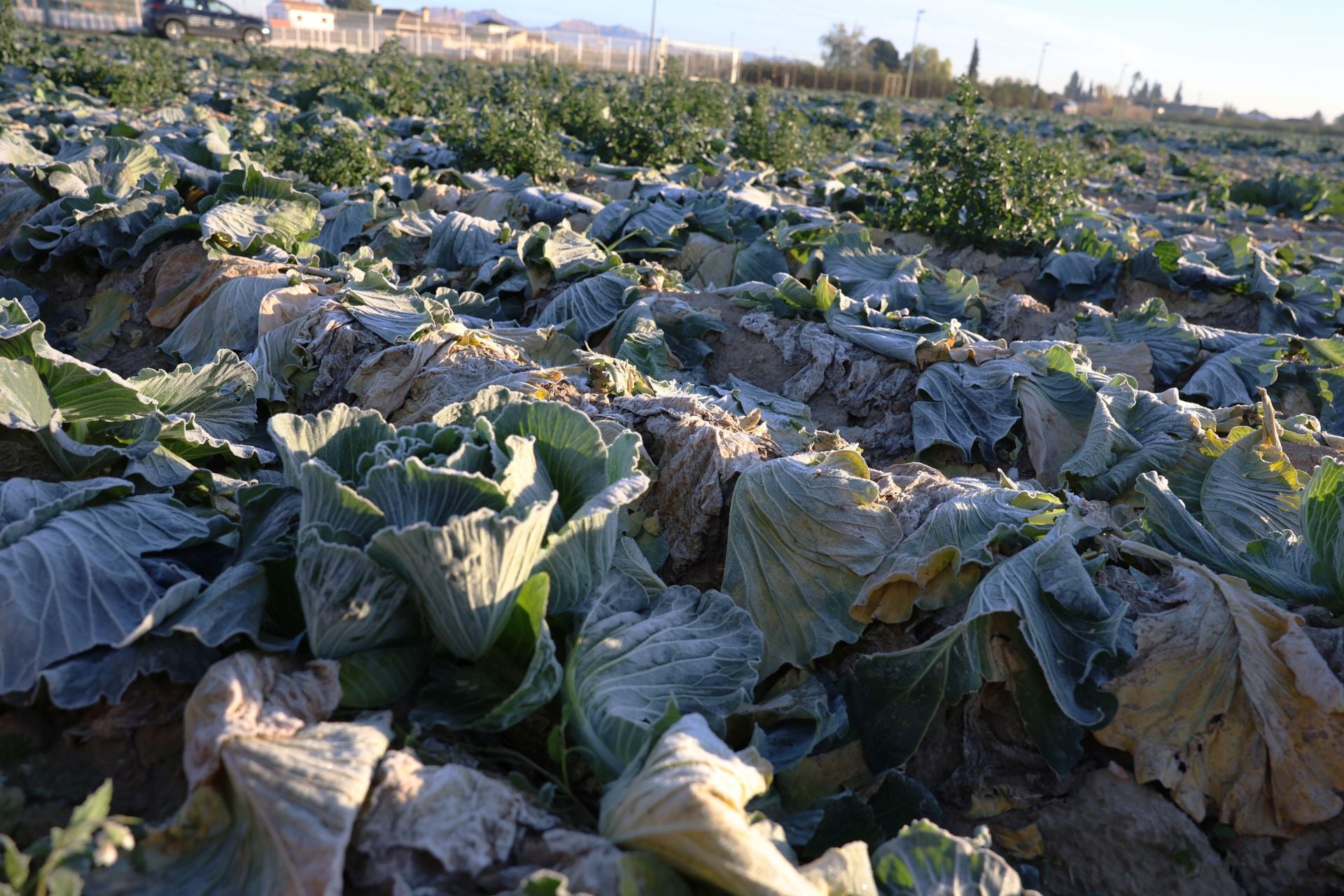 Las heladas que deja la noche más fría del año en la Región de Murcia, en imágenes