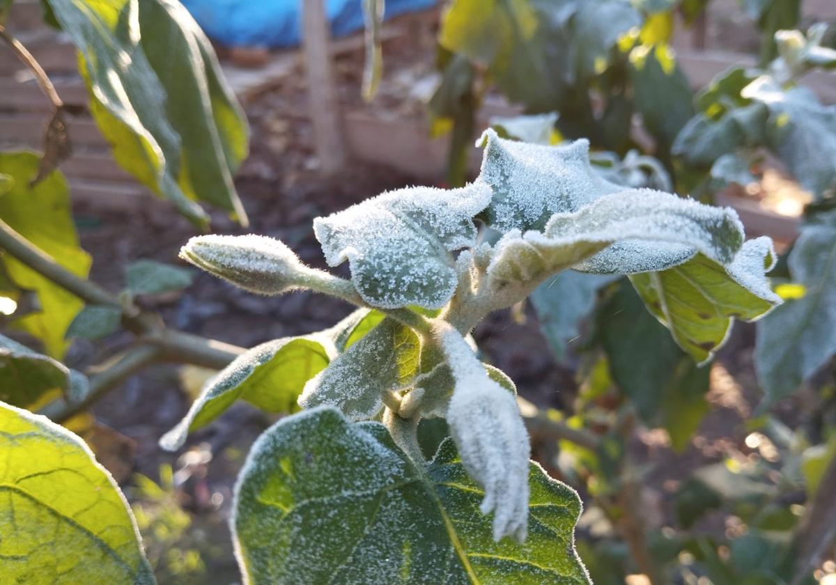 Las heladas que deja la noche más fría del año en la Región de Murcia, en imágenes