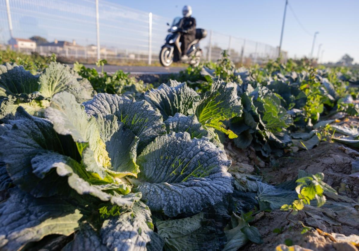 Escarcha en cultivos de col en la huerta de Murcia, entre Llano de Brujas y Monteagudo, ayer.