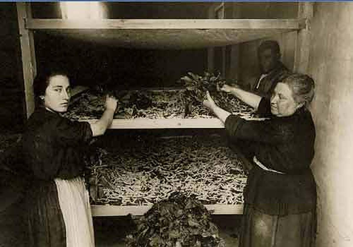 Imagen principal - 1. Dos mujeres proveen de hojas de morera a los gusanos de seda que crecen sobre las llamadas tartanas. 2. La otra fachada del Contraste, en la plaza de Las Flores en una foto de Passaporte. 3. Andana de la Estación Serícola de La Alberca. 