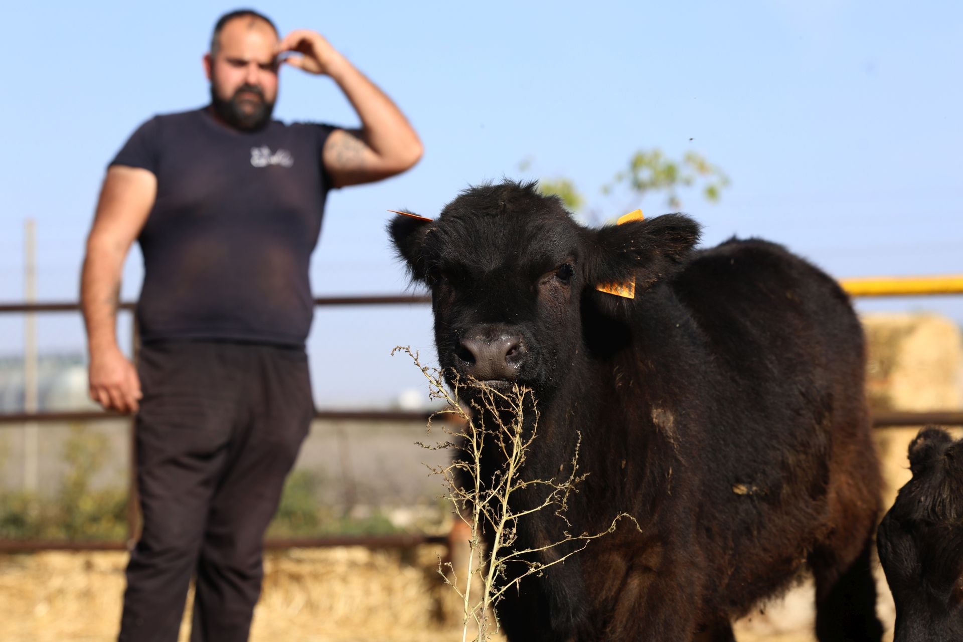 La finca de Cárnicas Ruiz en Librilla y sus &#039;angus murcianos&#039;, en imágenes