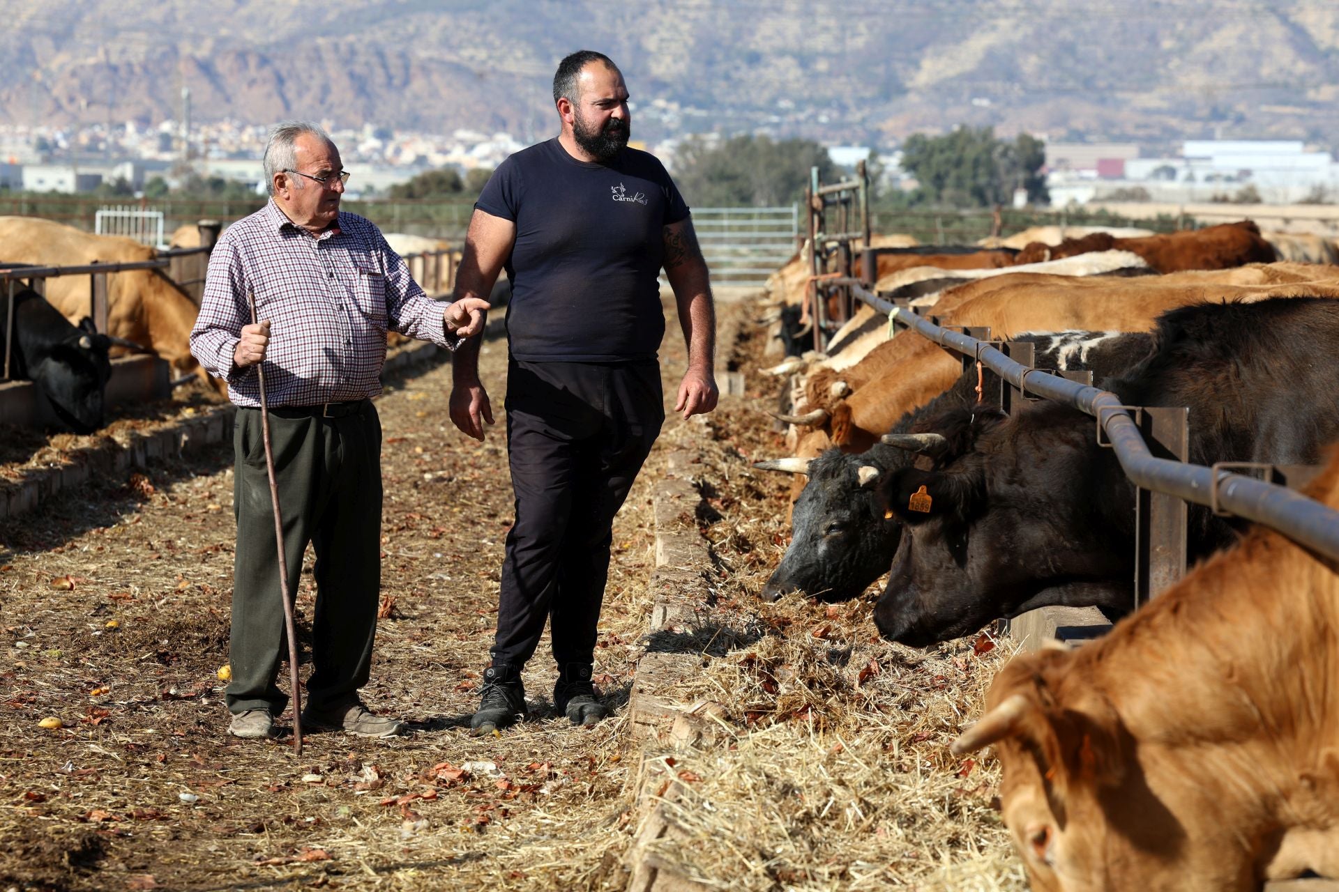 La finca de Cárnicas Ruiz en Librilla y sus &#039;angus murcianos&#039;, en imágenes