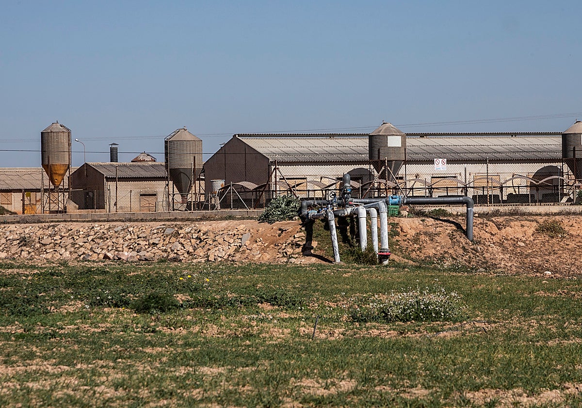 Explotación ganadera de porcino ubicada en el Campo de Cartagena.