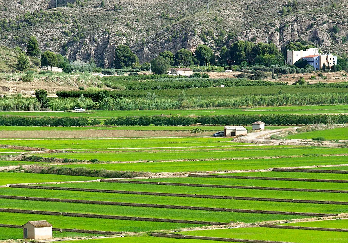 Arrozales de Calasparra.