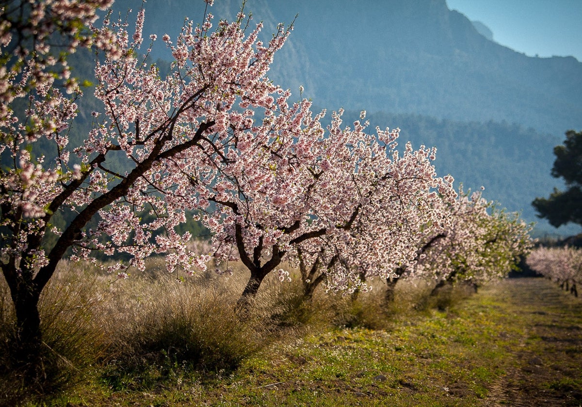 Almendros en flor en Mula durante la pasada celebración del MulaFlor.