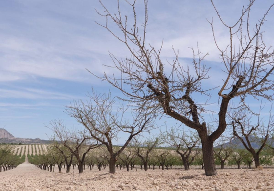 Almendros de secano en una explotación agrícola en la zona de Mula.