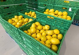 Comercialización de cítricos en una empresa de la Región de Murcia, en una imagen de archivo.