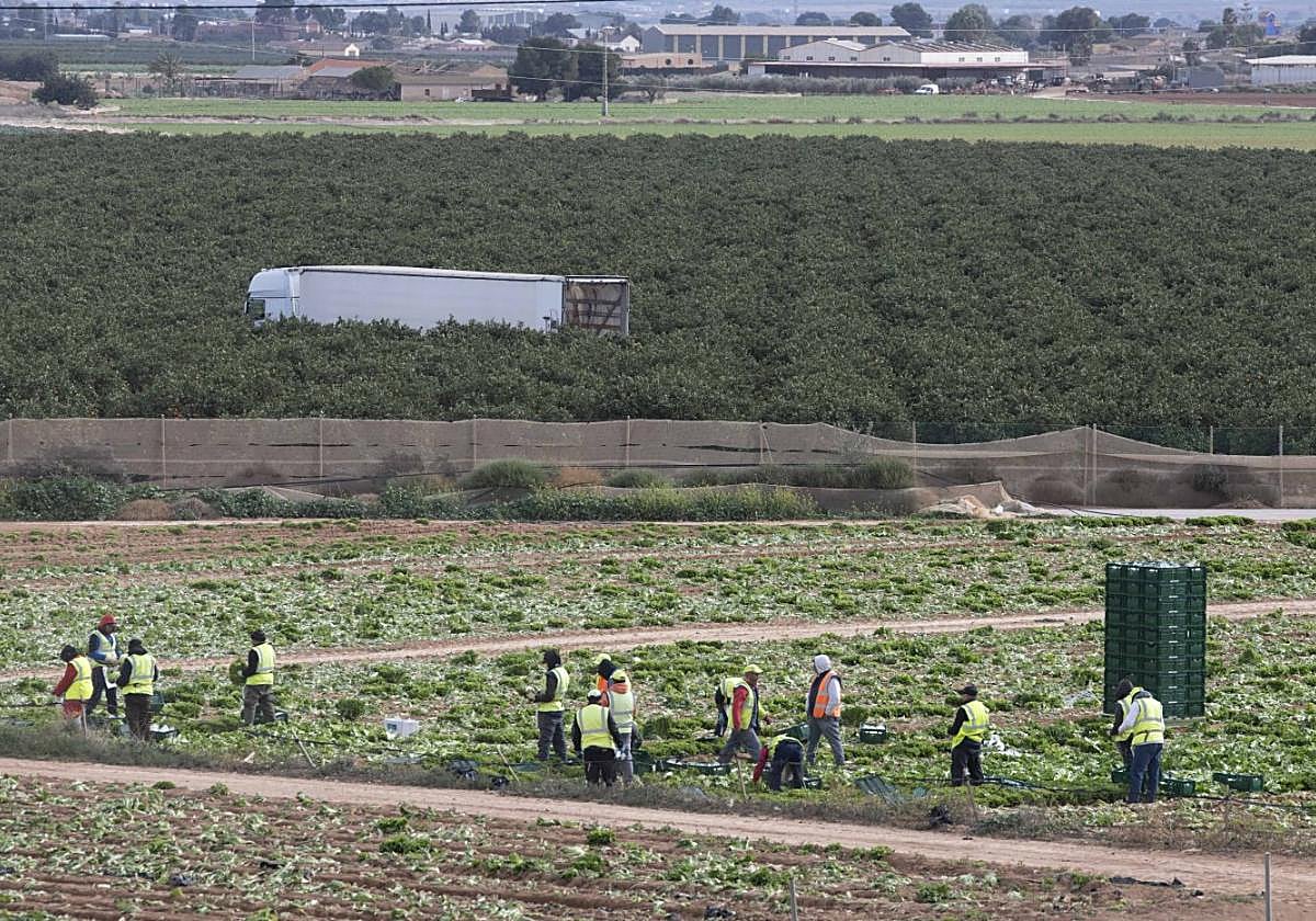Un grupo de jornaleros recolecta lechugas de un campo de la diputación de Miranda y al fondo, un camión entre un bancal de naranjos.
