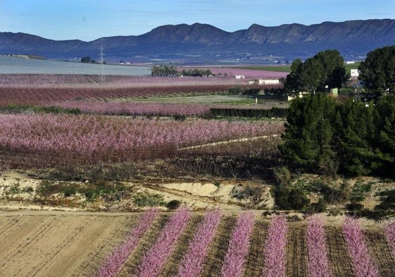 La floración de Cieza, en una imagen de archivo.