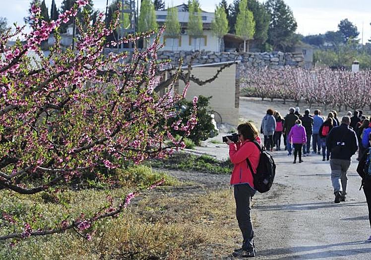 Una turista fotografía unos melocotoneres en flor, en Cieza.