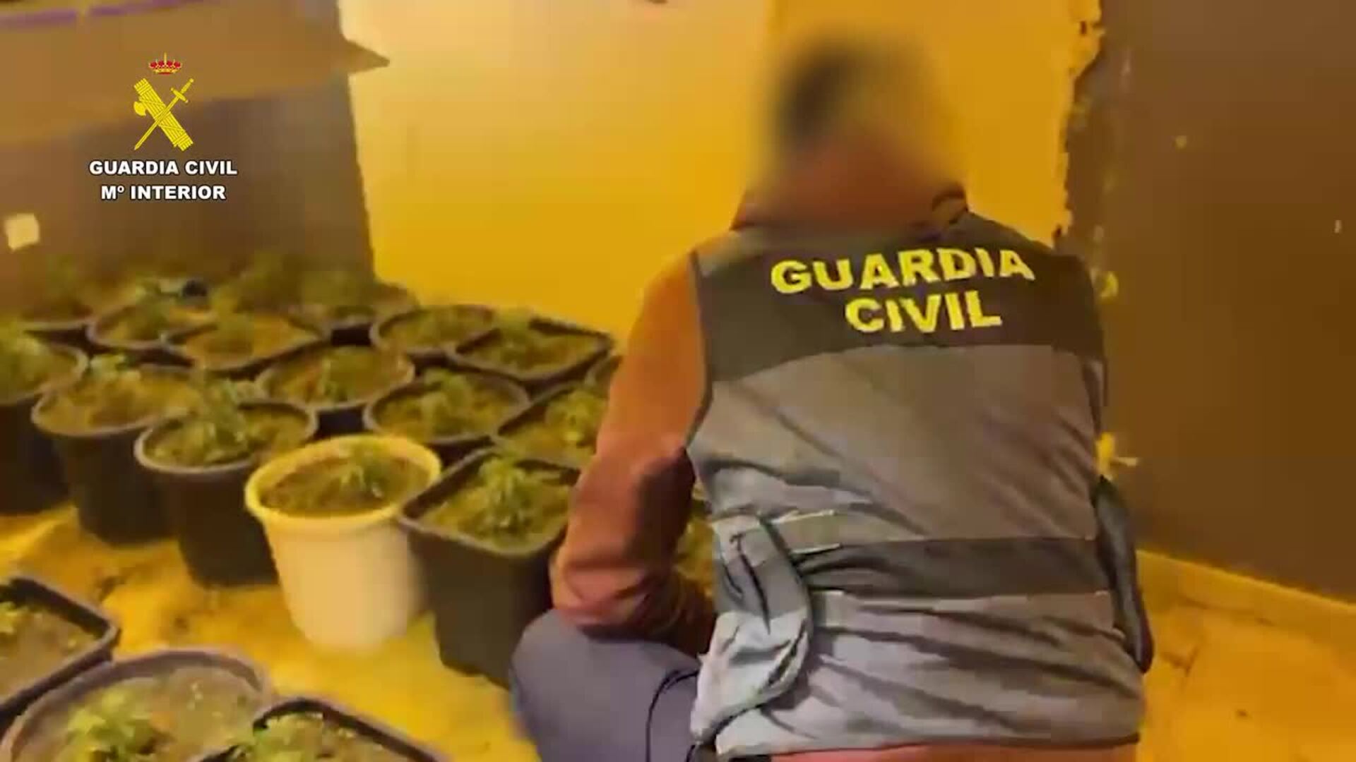 La Guardia Civil desmantela un invernadero de marihuana en Abarán