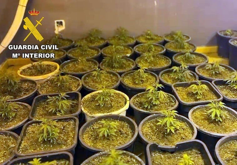 Las plantas de marihuana incautadas por la Guardia Civil.