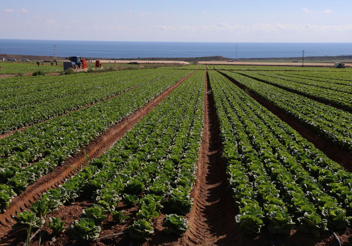 Unos trabajadores recogen y envasan lechugas en una plantación de la Región de Murcia.