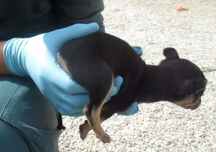 Uno de los cachorros mutilados, sin cola.