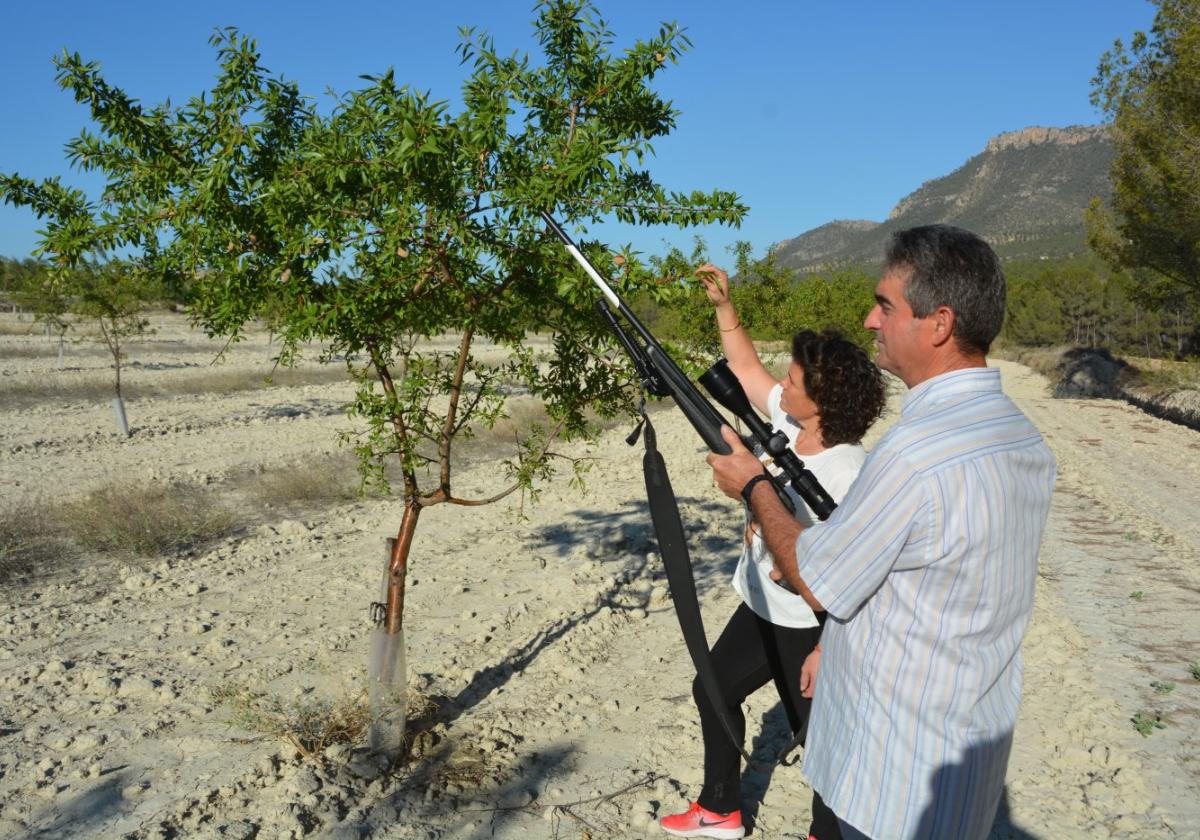 Dos agricultores, en los cultivos de almendros que tienen en el paraje de La Herrada.