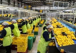 Operarias trabajando en una comercializadora de limones en la Región.