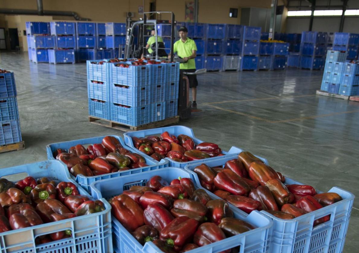 Cajas de pimientos rojos en la nave de una empresa agroalimentaria de San Javier.