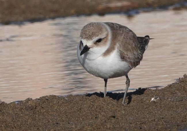 Un chorlitejo patinegro ('Charadrius alexandrinus'), en peligro, en una playa del Parque Regional de Cabo Cope.