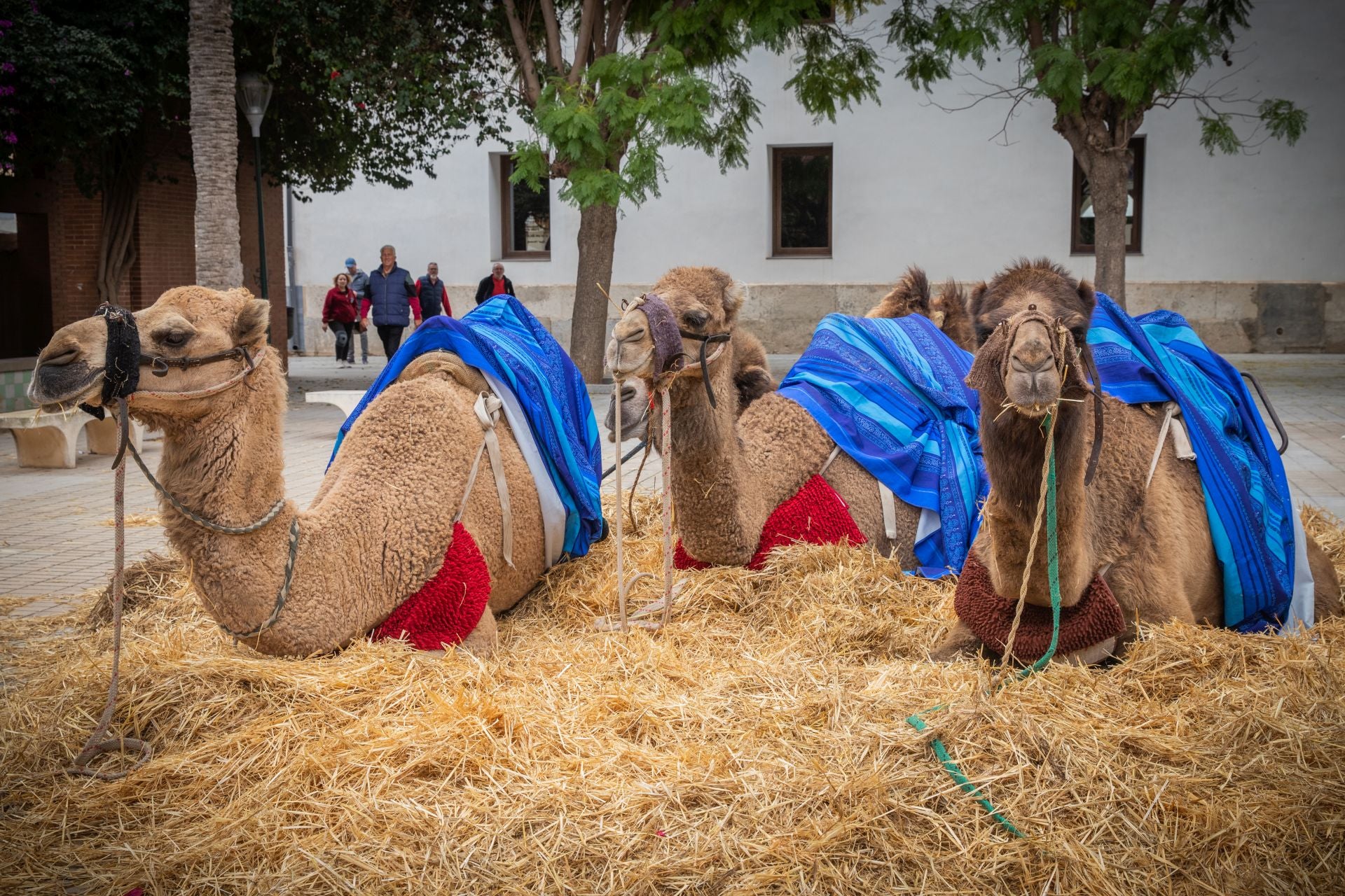 El Mercado Medieval de Orihuela, en imágenes