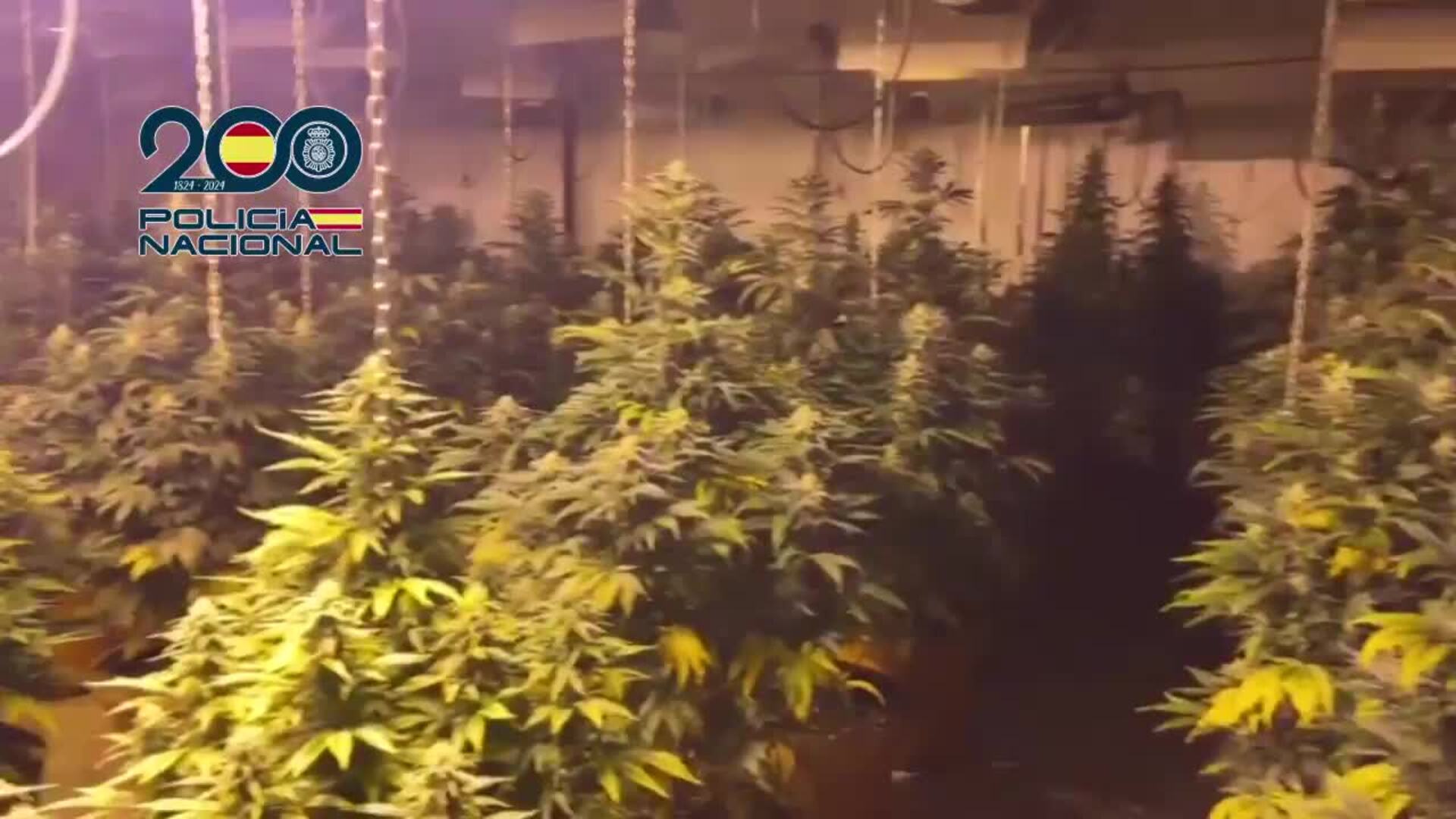 La Policía Nacional desmantela dos nuevos puntos de cultivo de marihuana en Molina de Segura