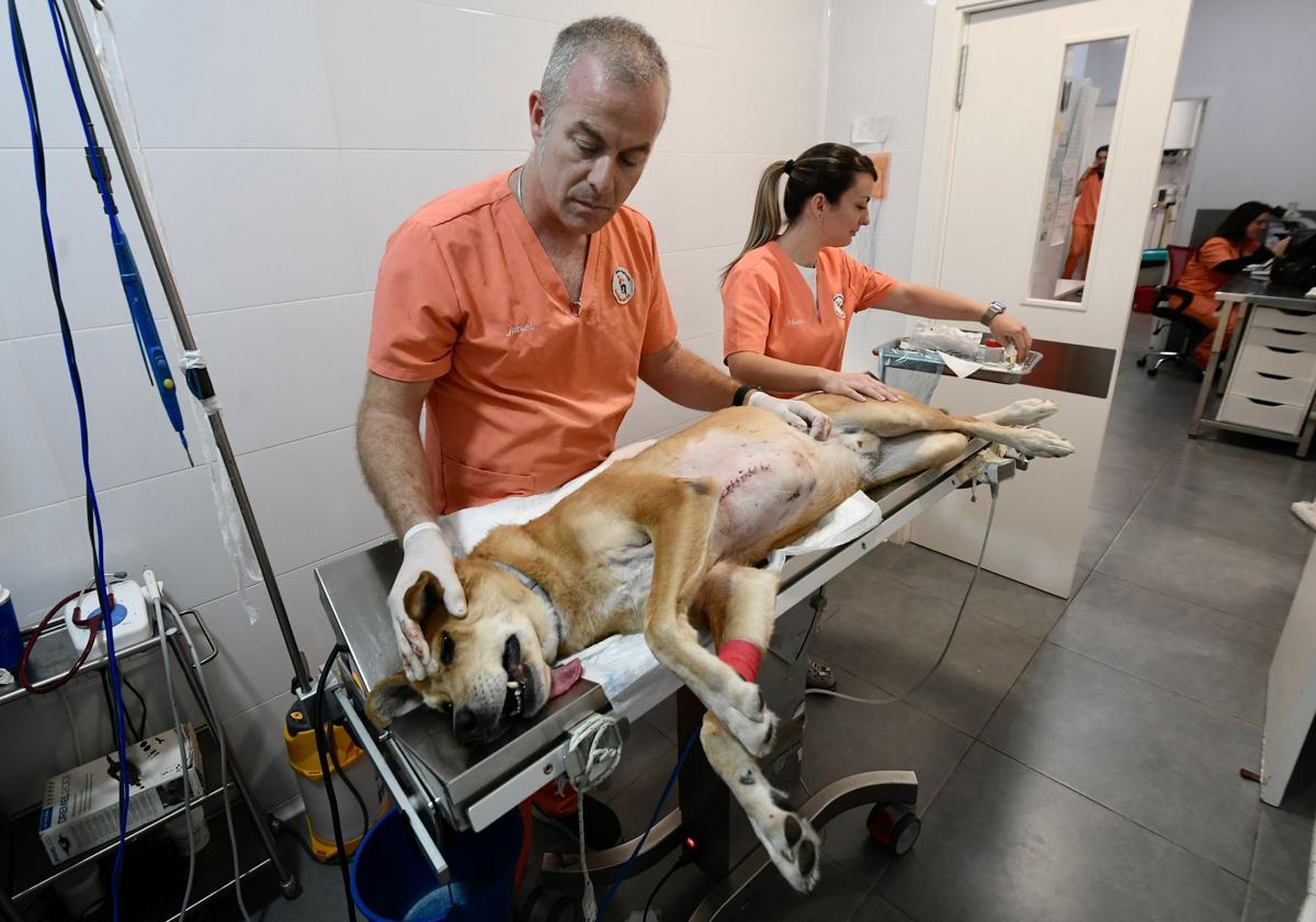 El veterinario Javier Santano y la auxiliar Marta Manzanares, tras operar a un perro en la clínica Murcia Norte.