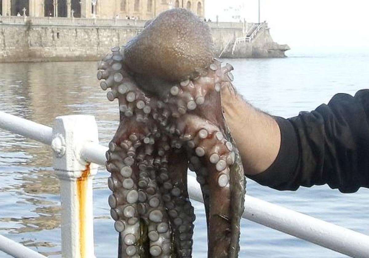 Imagen de archivo de un pulpo pescado artesanalmente.