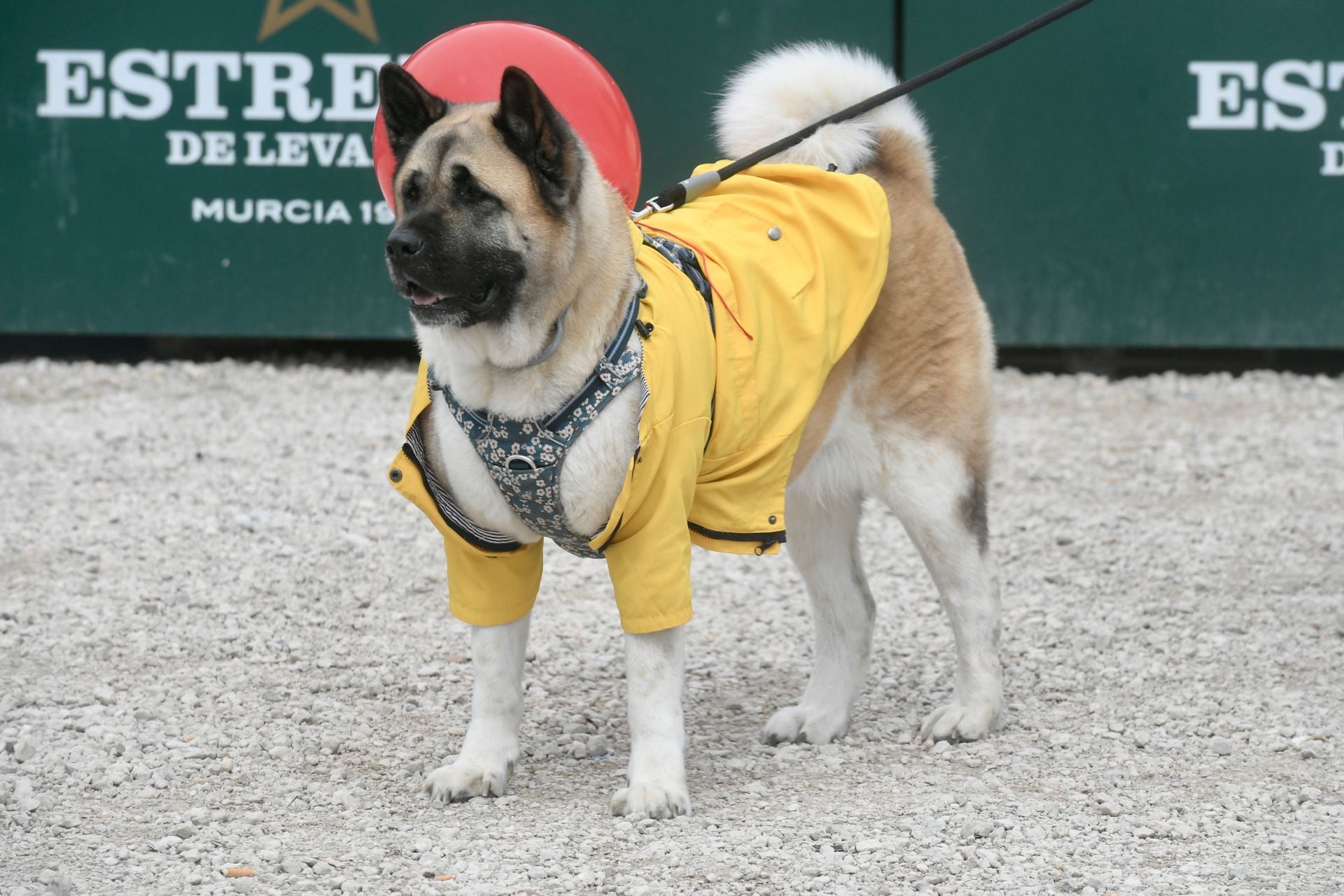 El Carnaval de mascotas de Cabezo de Torres, en imágenes