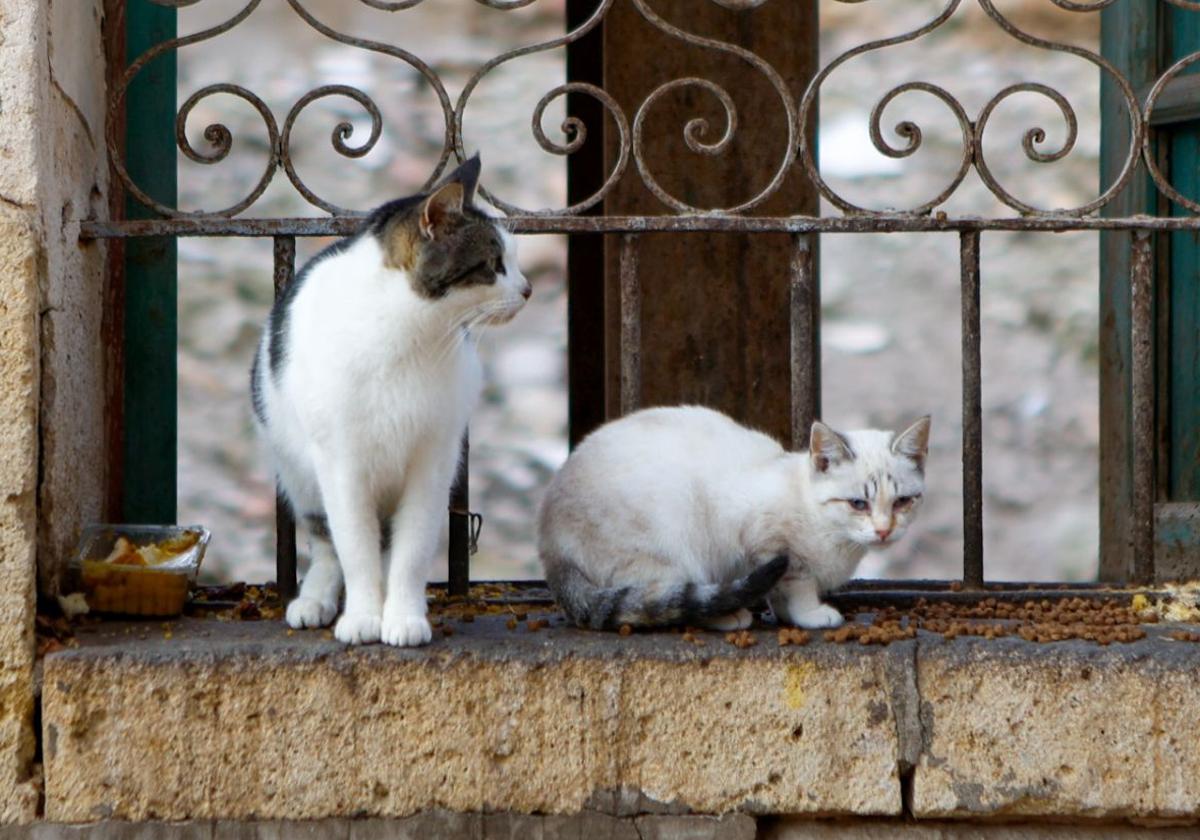 Gatos en un solar de Lorca en una imagen de archivo.