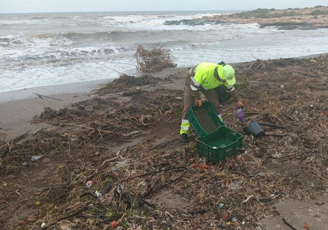 Trabajadores del servicio de limpieza recogen residuos de las playas.