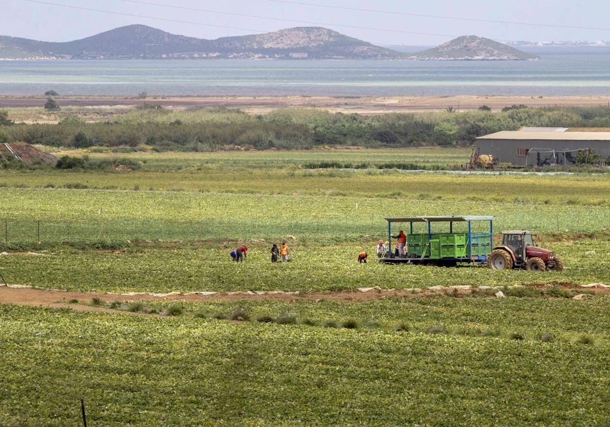 Jornaleros en plena recolección en una finca próxima a la laguna del Mar Menor en una imagen de archivo.