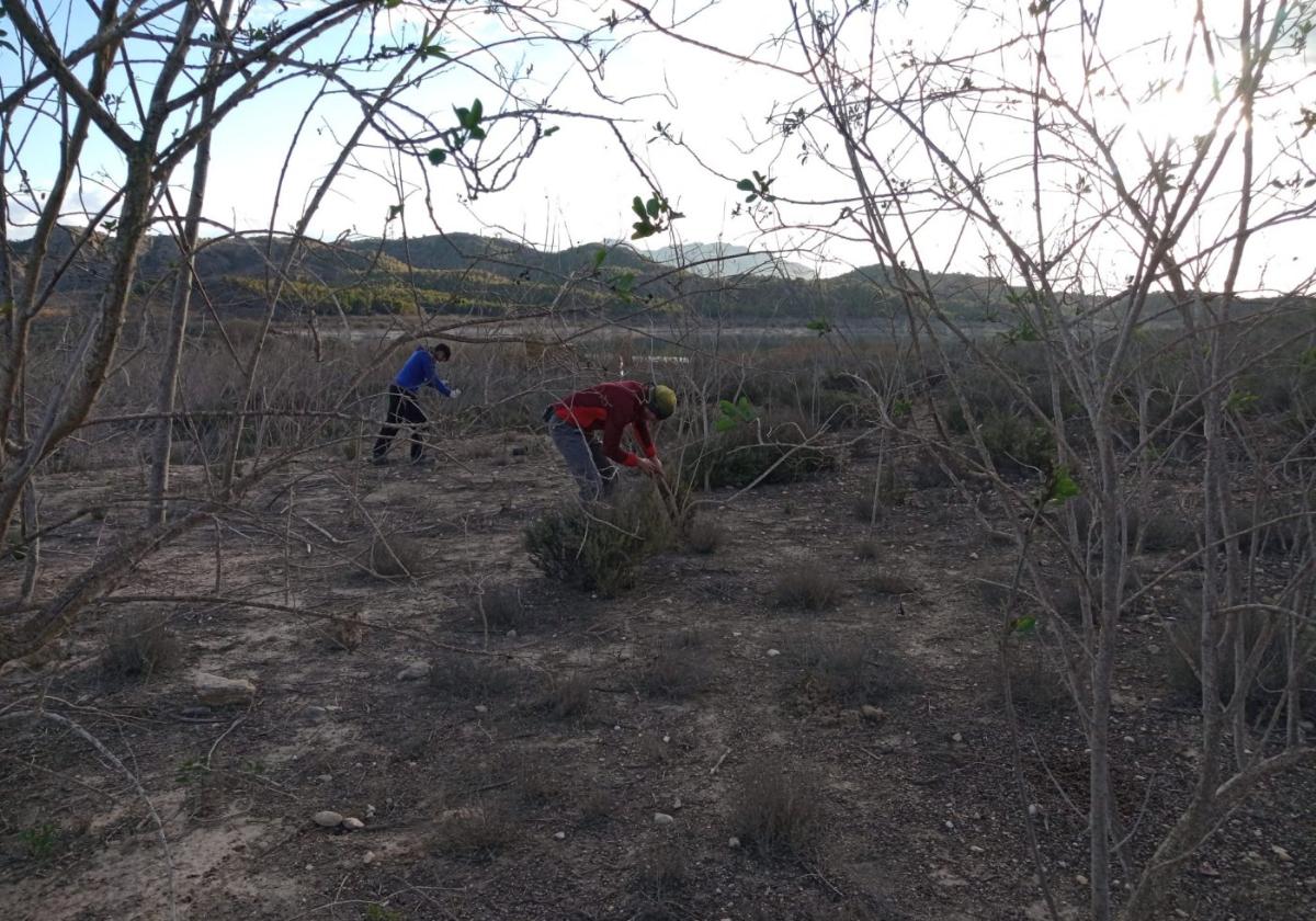 Dos operarios, mientras realizan labores de desbroce.