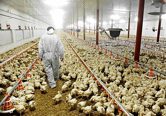 Granja avícola, en una imagen de archivo.